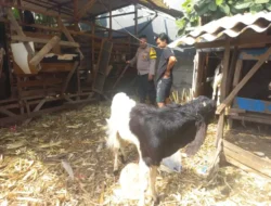 Polsek Cerme Cek Ternak Kambing, Dukung Program Ketahanan Pangan