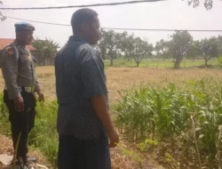 Polsek Balongpanggang Cek Tanaman Jagung di Kedungsumber Dukung Ketahanan Pangan Nasional
