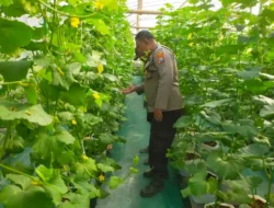Polsek Dukun Cek Tanaman Melon, Dukung Ketahanan Pangan di Gresik
