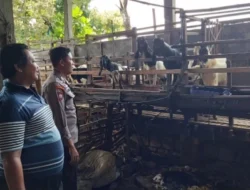 Pengecekan Ternak Kambing di Desa Bungah Dukung Program Ketahanan Pangan