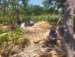 Polsek Manyar Cek Tanaman Jagung di Desa Pongangan Dukung Ketahanan Pangan