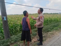 Polsek Benjeng Cek Tanaman Jagung, Dukung Program Ketahanan Pangan