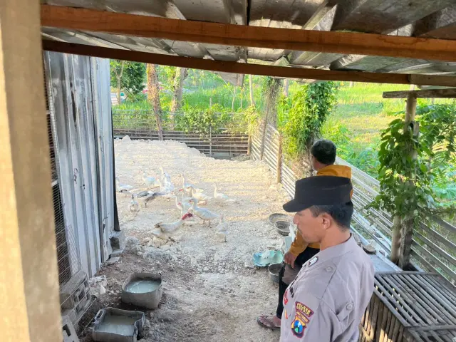 Polsek Panceng Cek Kandang Bebek Mentok, Dukung Program Ketahanan Pangan