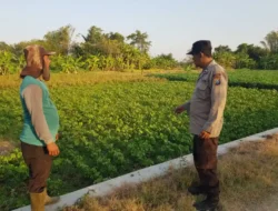 Polsek Bungah Cek Tanaman Kedelai di Desa Masangan, Dukung Program Ketahanan Pangan