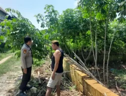 Polsek Ujungpangkah Cek Tanaman Ubi Singkong, Dukung Program Ketahanan Pangan