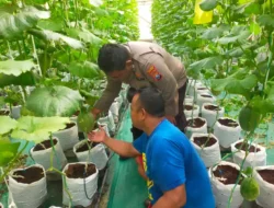Polsek Dukun Cek Tanaman Melon di Desa Mentaras Dukung Program Ketahanan Pangan