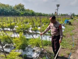 Polsek Menganti Laksanakan Pengecekan Tanaman Cabai di Desa Bringkang untuk Mendukung Ketahanan Pangan
