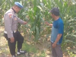 POLSEK BALONGPANGGANG CEK TANAMAN JAGUNG DI DESA DAPET, DUKUNG PROGRAM KETAHANAN PANGAN