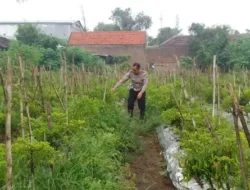 POLSEK MENGANTI LAKSANAKAN PENGECEKAN TANAMAN CABAI DI DESA BRINGKANG UNTUK DUKUNG KETAHANAN PANGAN