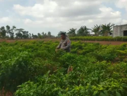PENGECEKAN TANAMAN CABAI DI DESA MENTARAS, DUKUN, GRESIK, DUKUNG KETAHANAN PANGAN